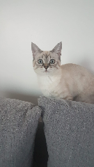 Lili