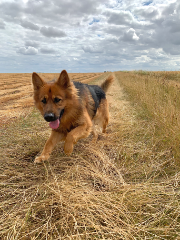Rango