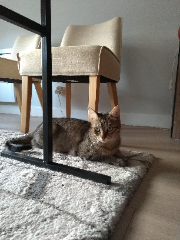 Phoebe