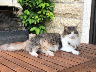 Clochette