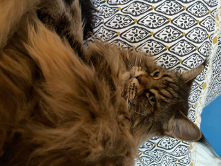 Chatoûe