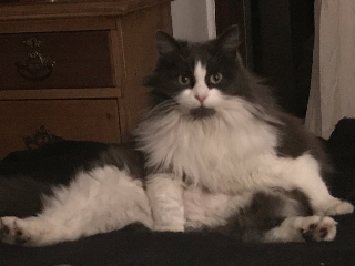 Kittit'