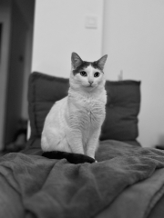 Simba