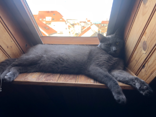 Kissi