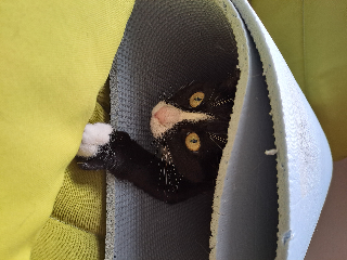 KITTY
