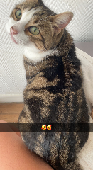 Sisi