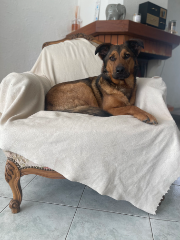 Diego