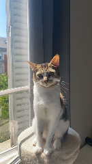 Nika