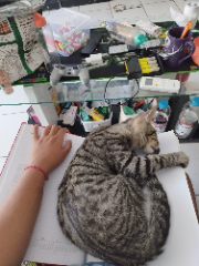 Tora