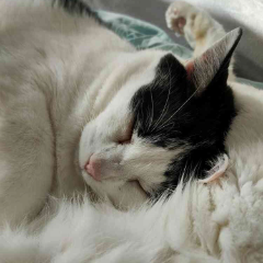 Piou