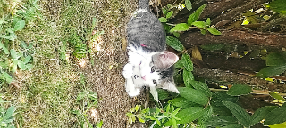Choupette