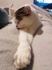 Kitty