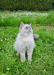 Aimée