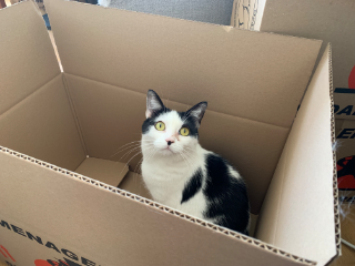 Lilou