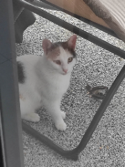 TEKILA