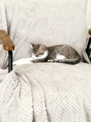 Nala