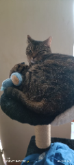 Paloma