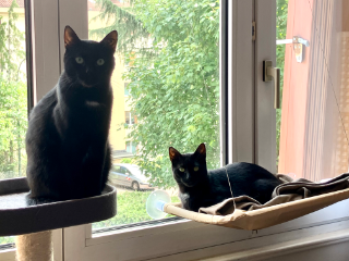 Rosy et Rosa