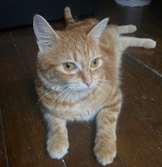 Kali