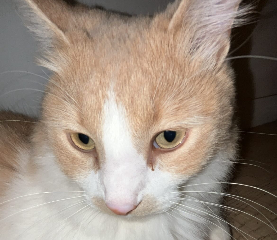Simba