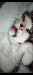 Philippe