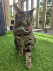 Titi