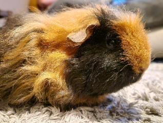 Praline