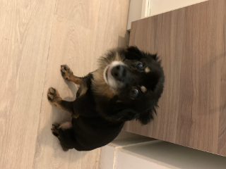 Tutu