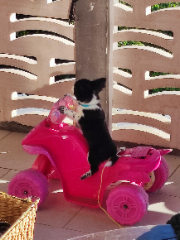 Taïko