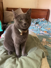 Shaun