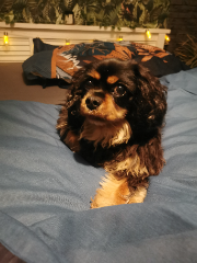 Lilou
