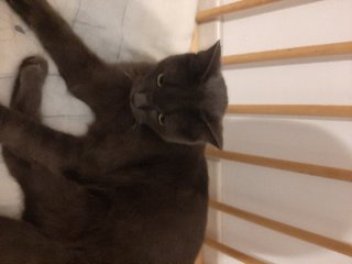 Yaki