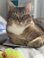 Simba