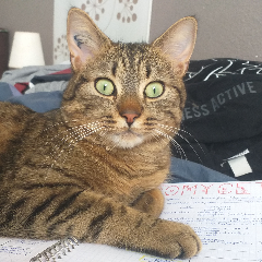 Jagi