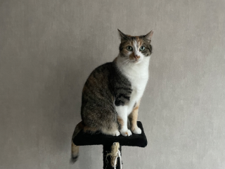 Pistache