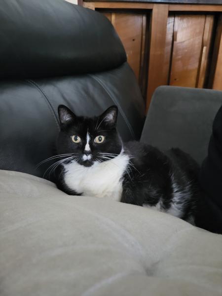 Félis