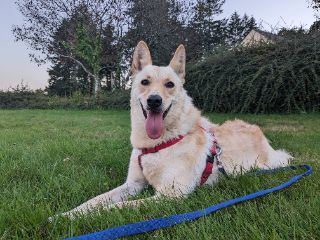 Sammy