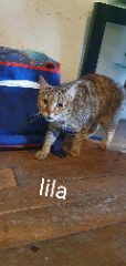 Lila