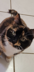 Lili