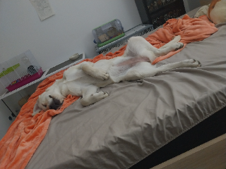 Nala