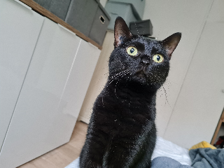 kiki