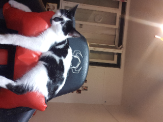 Ushi
