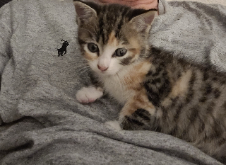 Kali