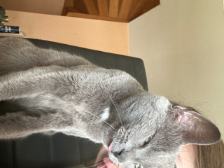 Nala