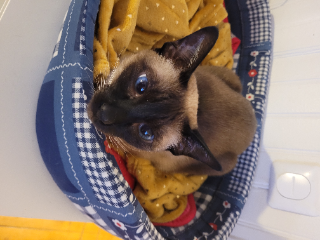 Mimi