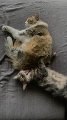 Nala
