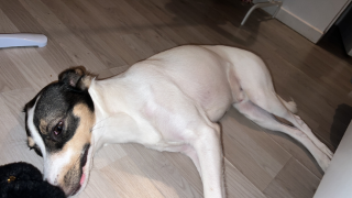 Rufus