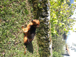 Mowgli