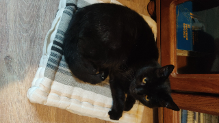Zorro