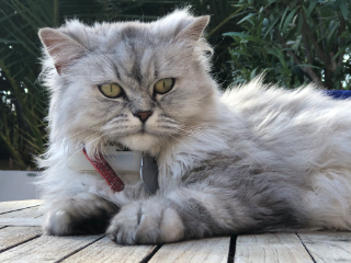 Mia